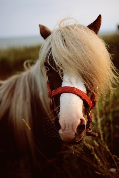 Ghostly pony on the cliffs edge of a cape breton coast