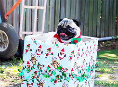 calichick73:   Christmas Pugs (x)   Saw this porn pictures