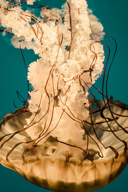 lauraoliviasilva:  squishy on Flickr.  