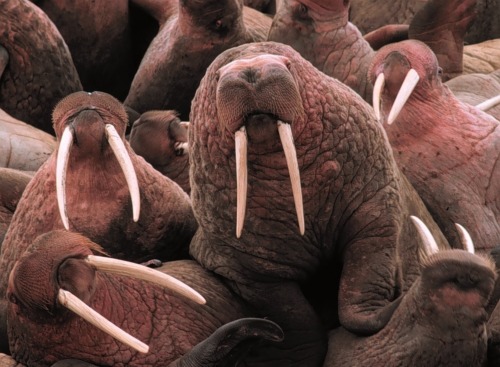 The walrus was…
Photo via U.S. Fish and Wildlife Service.