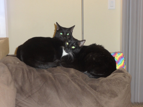 Dorian (black domestic short hair) and his brother Basil (tuxedo domestic short hair). Dorian was my