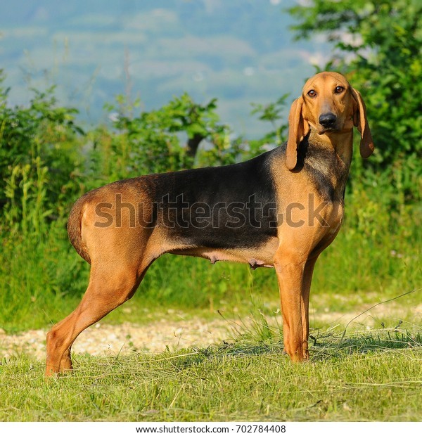 GOD i love italian breeds so much, this dog really really really looks like fem!goofy, see this little nodule on top? (source)