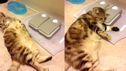 awwww-cute:  Put my fat cat on a diet and