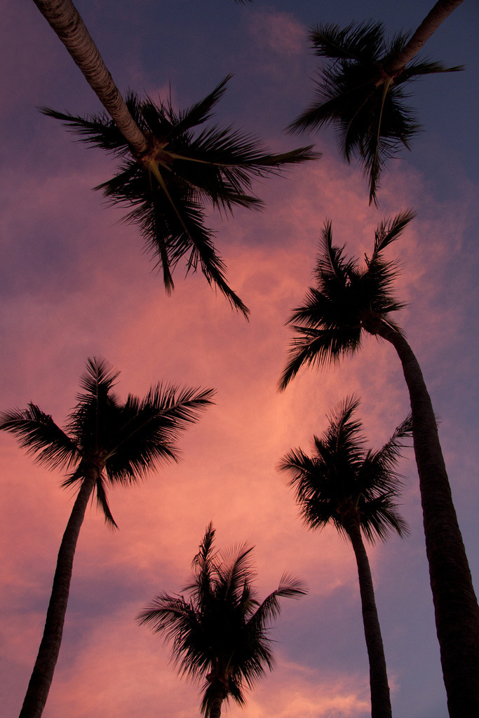 4nimalparty:  Calm Palms (by Viking-)