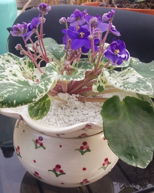 Baby&rsquo;s first African Violet!! I&rsquo;ve never seen a variegated one before, so when 