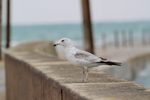 highways-are-liminal-spaces:Waves and Tree Swallows along the breakwall at MontroseChicago, Illinois