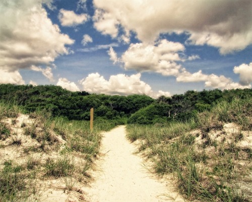 Sandy Path II