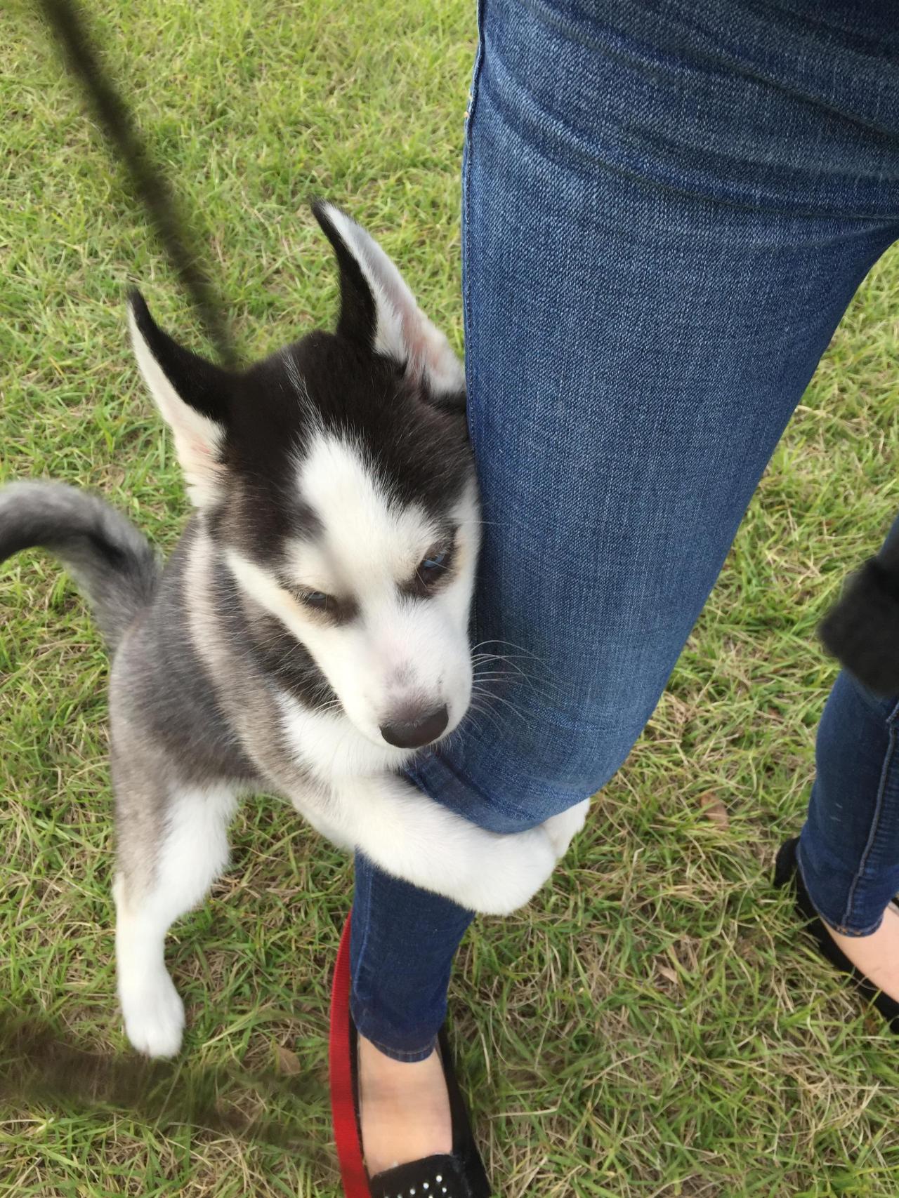 awwww-cute:   Please don’t leave me!!! 