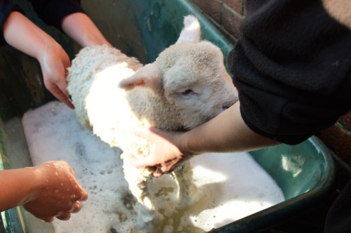 This week we gave our bottle-fed lambs a bath. They were not terribly impressed with their wheelbarr