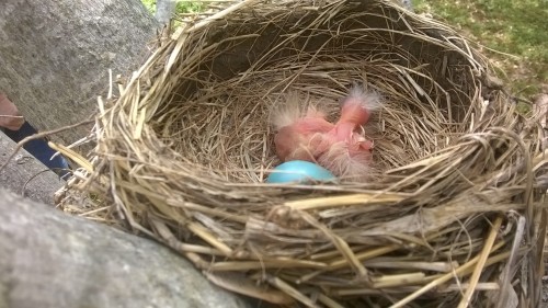 Porn Pics Another picture of the baby birds in my backyardSource