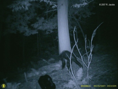 cryptid-wendigo:These are the famous Jacobs Photos. These two photographs were taken by a trail came