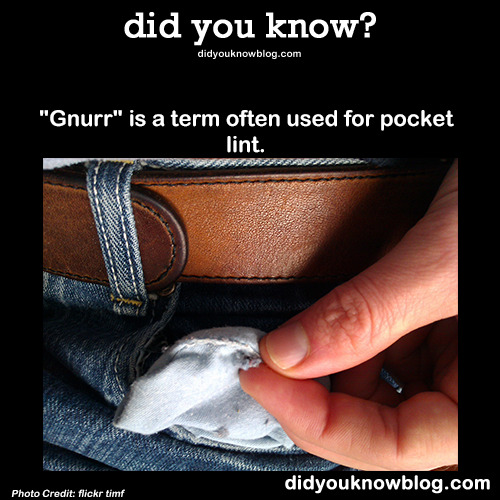 did-you-kno:  &ldquo;Gnurr&rdquo; is a term often used for pocket lint. Source