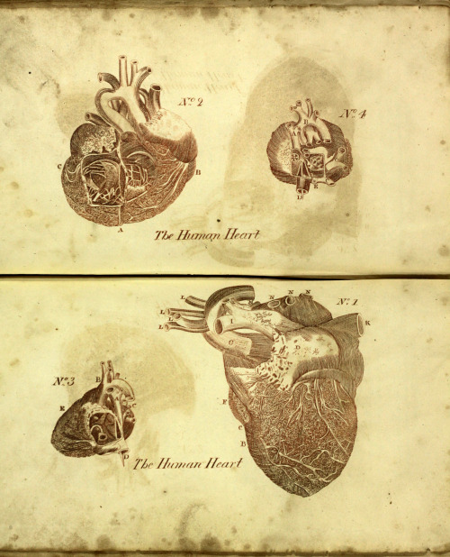 The British Herbal and family physician to which is added a dispensatory for the use of private fami