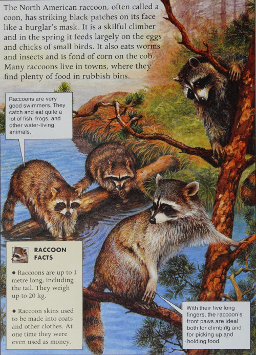antiqueanimals:From Forests by Michael Chinery, illustrated by Bernard Long and Eric Robson. 1992.