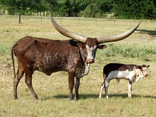 rhaalia:  wapiti3:    The Ankole-Watusi, also known as Ankole Longhorn is a breed of cattle originally native to Africa. Its large distinctive horns that can reach up to 8 ft (2.4 m) from tip to tip are used for defense and cooling by honeycombs of