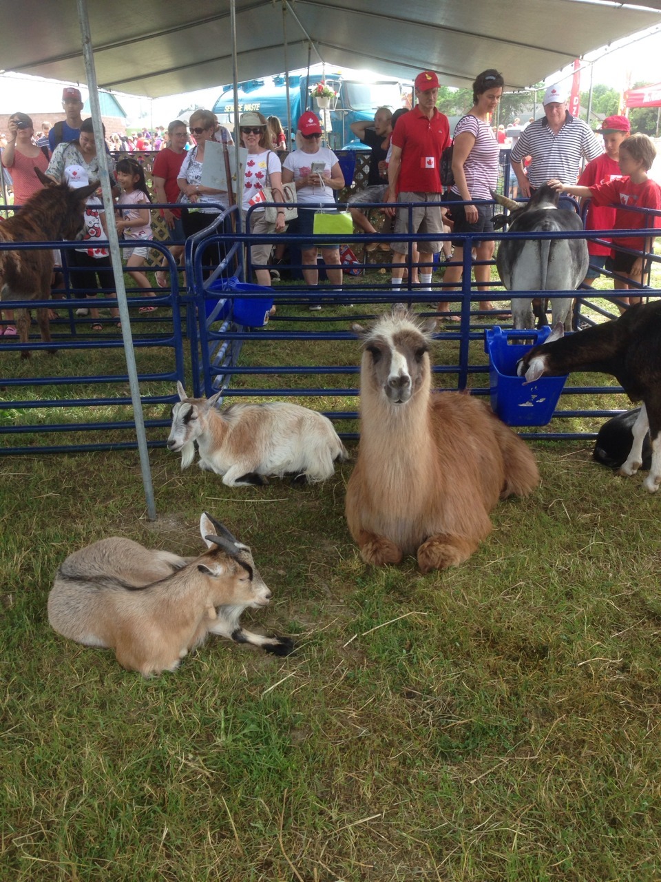 hi!! so yesterday I went to my town fair and I&rsquo;m still really excited (lame