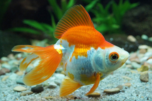 becleefishkeeping:  Kilda, my beautiful Ryukin
