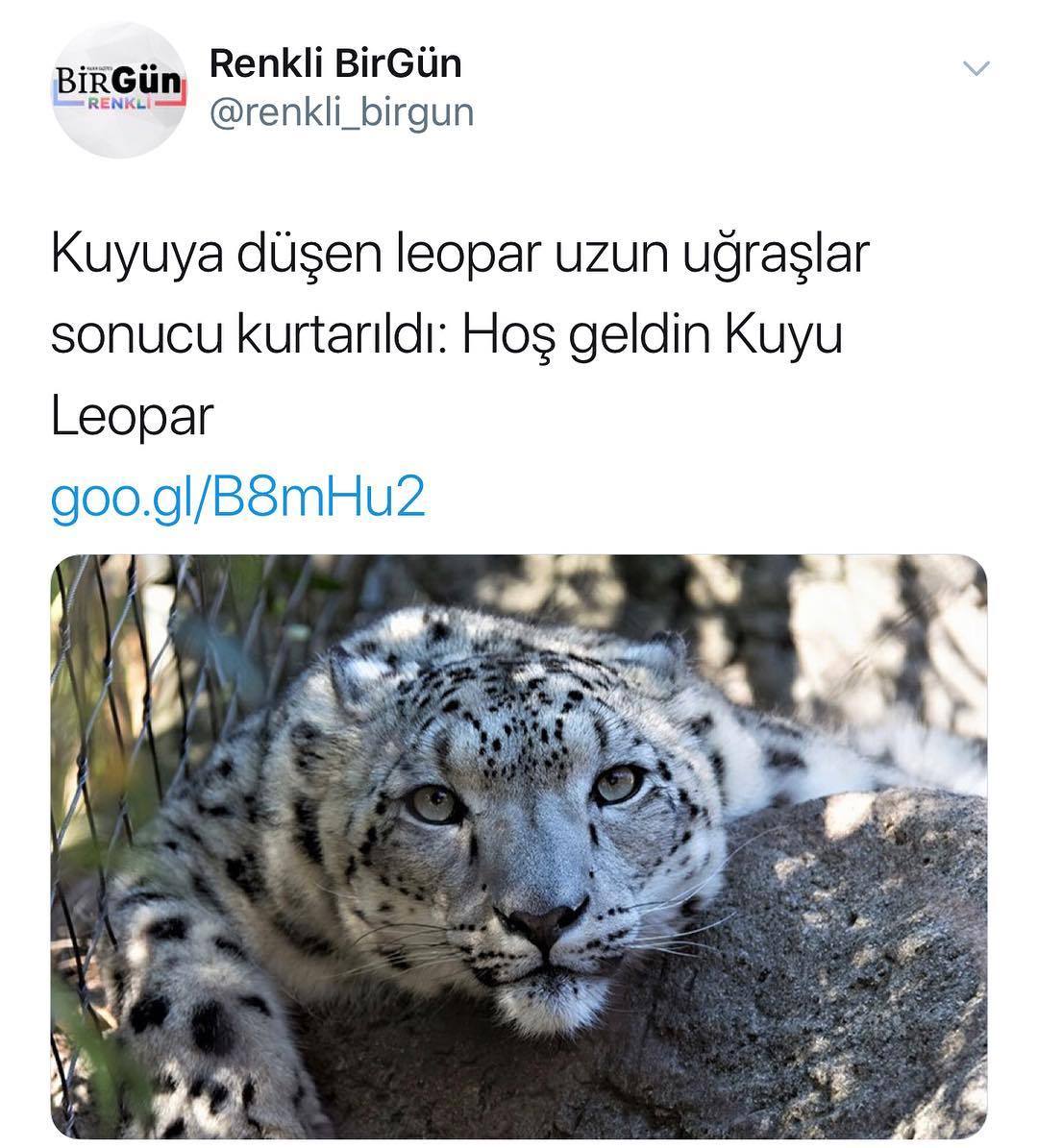 Kuyuya düşen Leopar uzun...