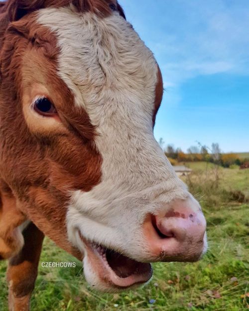 happy cows are udderly fantasticsmiling coo via czechcows