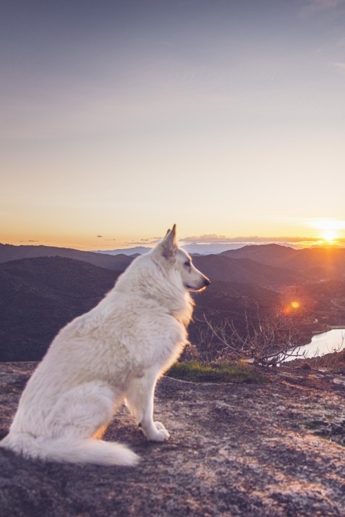 Porn photo wavemotions:Siurana Dog by Pablo Perdomo