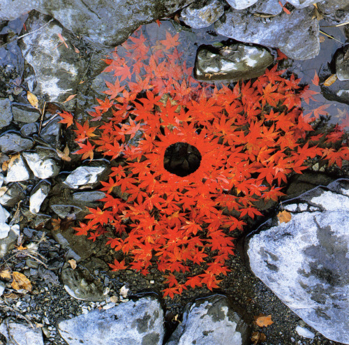 illuminoumena: Andy Goldsworthy