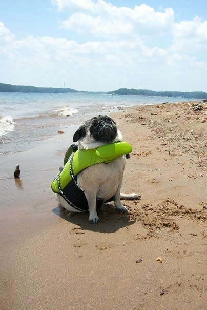 pugblug:  Confident pug ready to enter the ocean (with a lifejacket) 