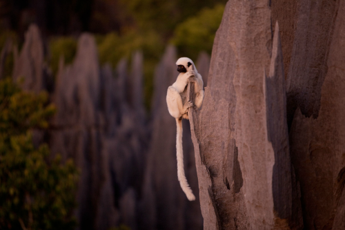 nubbsgalore:  tsingy de bemaraha national park, a unesco world heritage site in western madagascar, is home to lemurs who, with thick pads on their hands and feet, navigate this six hundred square kilometer labyrinth of three hundred foot tall razor sharp