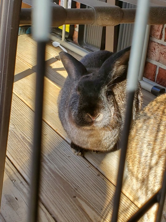 Rabbit Crush Ass Rabbit Crush Ass