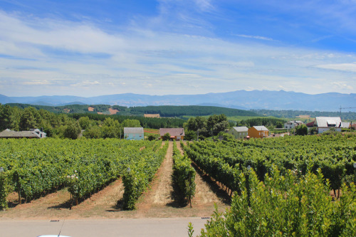 Spanish Vineyards by Kanyon