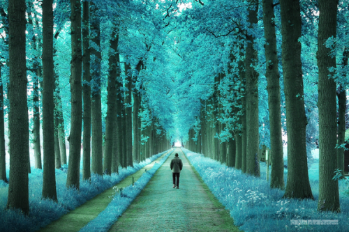 opticxllyaroused:    Most Beautiful Forest Photography by Nelleke Pieters  
