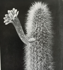 poetryconcrete:A beautiful cactus.