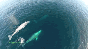 zooophagous:griseus:zerostatereflex:Drones Over Dolphin Stampede and Whales off Dana Point“Cap