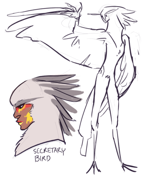 filibusterfrog:girlfriend catalogue :)(bird types voted for by my patrons, thanks so much guys!)POOT