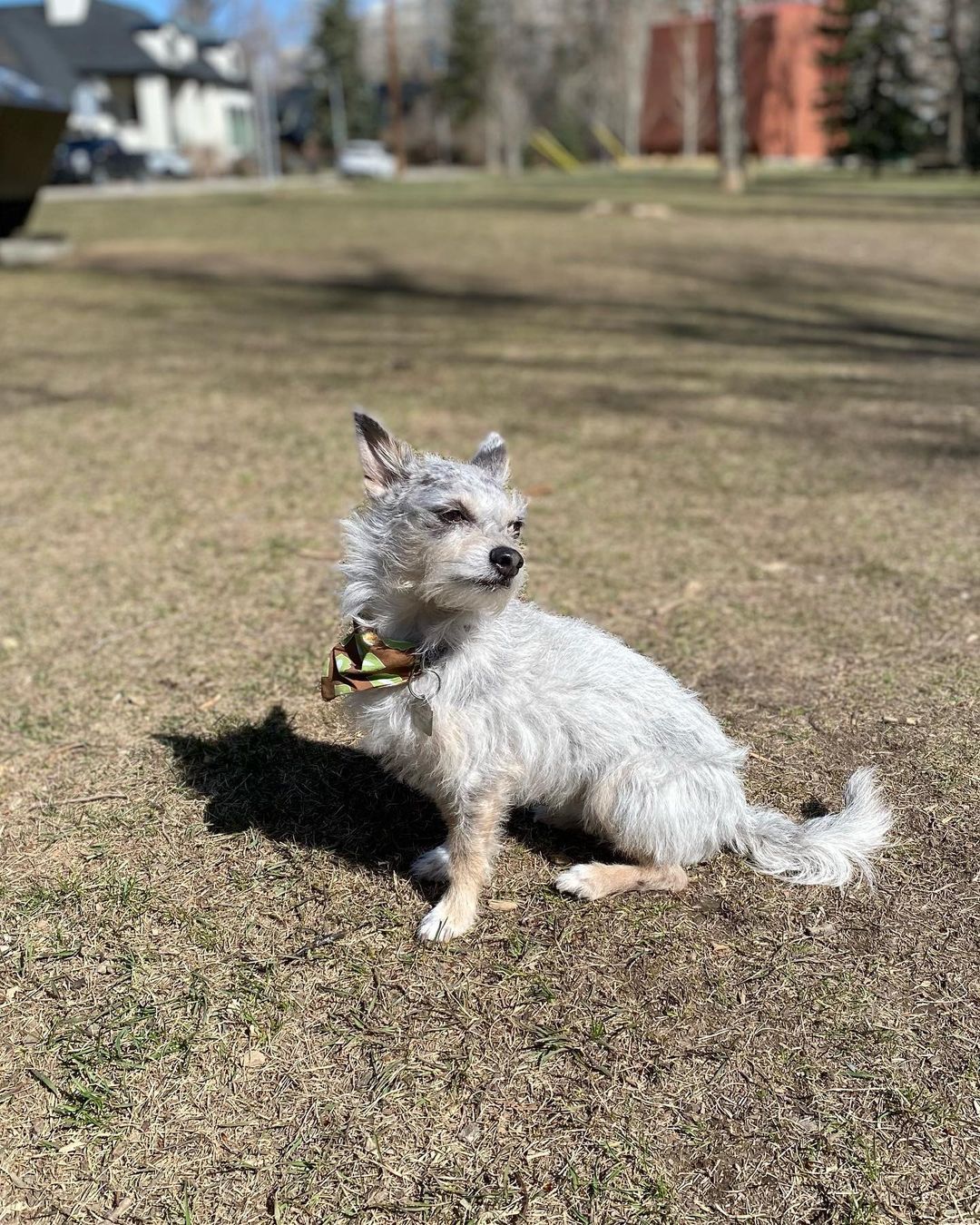 WallE enjoy the spring weather #yyc #dogsofinstagram #calgaryhumanesociety #dannysbeat
https://www.instagram.com/p/Cc58dkyPIFy/?igshid=NGJjMDIxMWI=