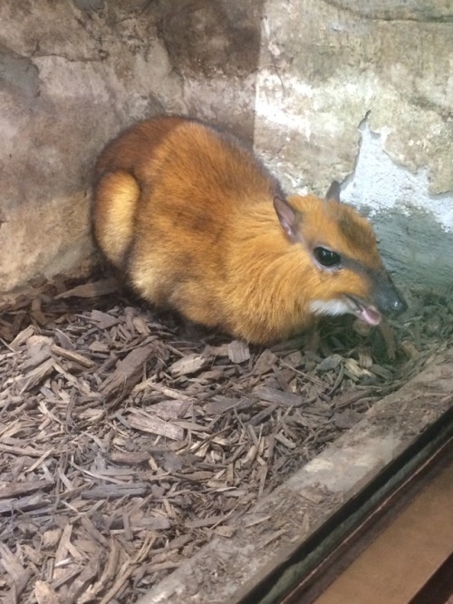 Mouse deer chews cud