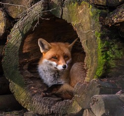 beautiful-wildlife:Cees Van Ginkel by Cees