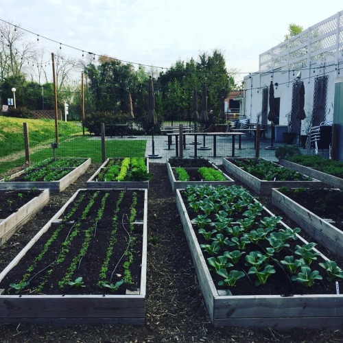 oldfarmhouse:“Beds before breakfast @drpbellehaven! Did you know that the best time to harvest is be