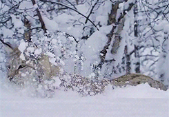 whiny-sugar-glider:  National Geographic - Nordic Wild 