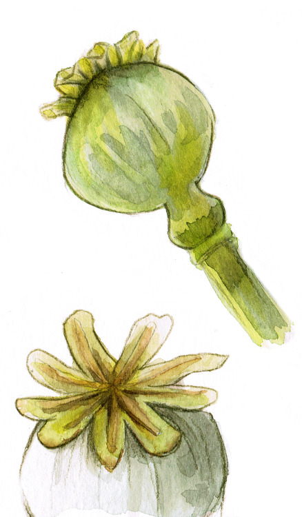 coloricioso:Poppy watercolor seriesRemember to see:Pomegranate watercolorAsphodelus watercolor