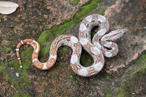 Updated photos of the OT hypo aby poss het SS litter. Holding back the litter, for now. I see a lot 