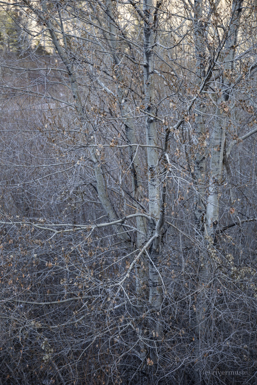 A thick tangle of branches: © riverwindphotography, November 2020