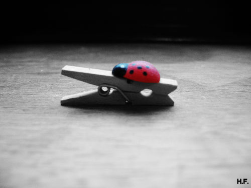 Still Life Colour Splash. Close Up Of A Lady Bird Clothes Peg.