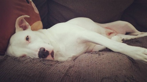Meanwhile, Carla. #Carla #dogsofinstagram #pitbullsofinstagram #pitbullmix #pittie #staffordshirebul