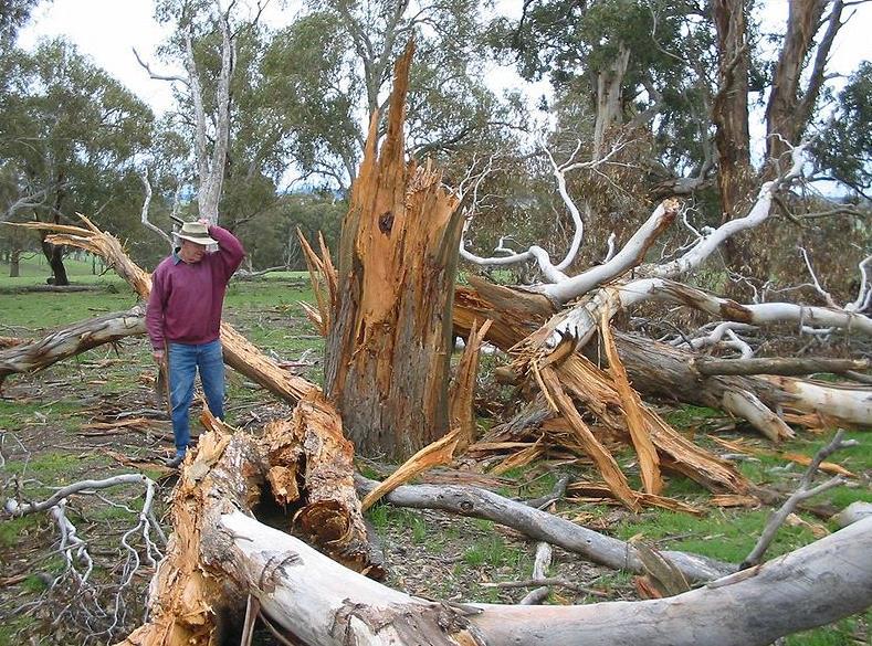 Exploding trees When trees are struck by lightning, usually a strip of bark is blown