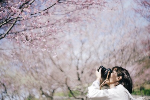 桜の下です戯れる。