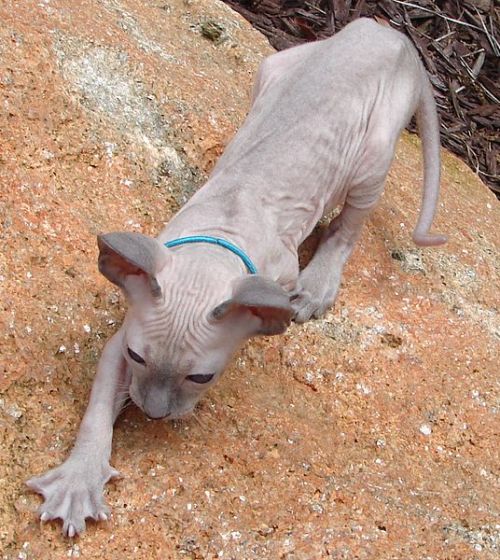 odditiesoflife:Bizarre Breeds of Hairless CatsSphynx Cat — Sphynx cats came about when a single hair