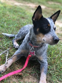 cute blue heelers