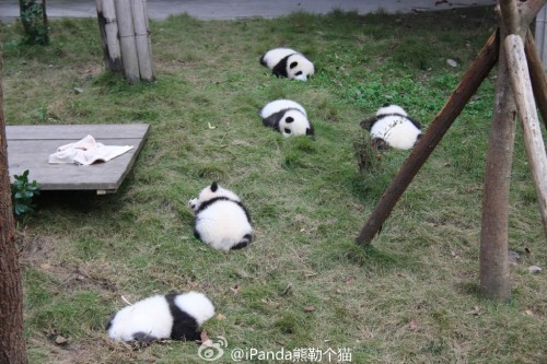 fuckyeahchinesefashion:  baby pandas via iPanda熊勒个猫 