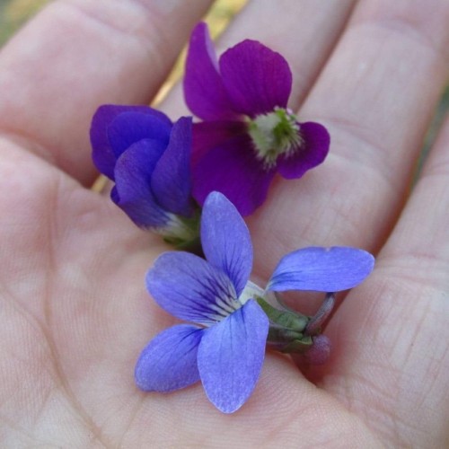 Floral color variation in adjacent violet patches. They&rsquo;re all just doing their thing, liv