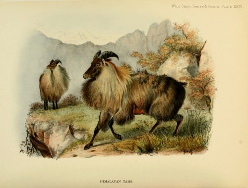 wapiti3:Wild oxen, sheep & goats of all lands, living and extinct by R. Lydekker.Publication inf